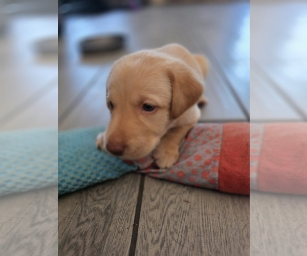 Medium Photo #5 Labrador Retriever Puppy For Sale in SHELBYVILLE, IN, USA