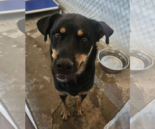 Medium Photo #3 Rottweiler-Unknown Mix Puppy For Sale in El Centro, CA, USA