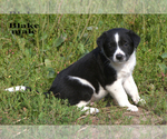 Small #11 Border-Aussie