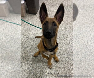 Mutt Dogs for adoption in Imlay City, MI, USA