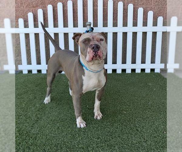 Medium Photo #1 Mutt Puppy For Sale in Modesto, CA, USA