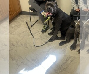 Mother of the Cane Corso puppies born on 05/31/2025