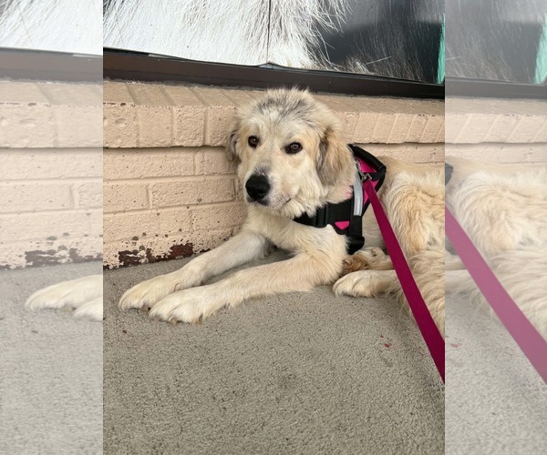 Medium Photo #4 Great Pyrenees-Unknown Mix Puppy For Sale in Germantown, OH, USA