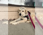 Small #3 Great Pyrenees Mix
