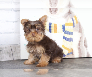 Yorkshire Terrier Puppy for sale in RED LION, PA, USA