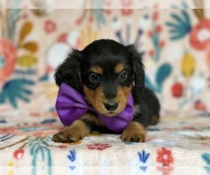 Dachshund Puppy for sale in LANCASTER, PA, USA