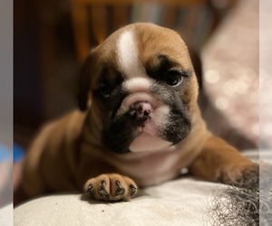 English Bulldog Dog for Adoption in TUSTIN, California USA