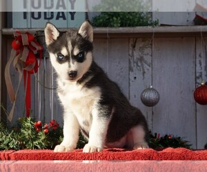 Siberian Husky Puppy for sale in FREDERICKSBG, OH, USA