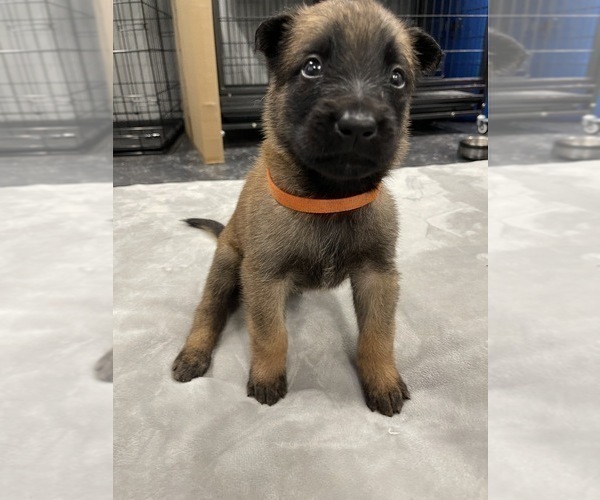 Medium Photo #72 Belgian Malinois Puppy For Sale in REESEVILLE, WI, USA