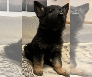 German Shepherd Dog Puppy for sale in LOGAN, OH, USA