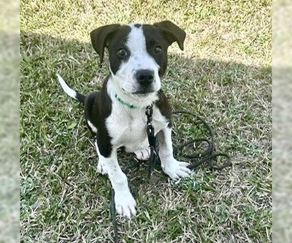 Medium Photo #1 Labrador Retriever-Unknown Mix Puppy For Sale in Tarrytown, GA, USA