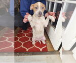 Small #2 American Pit Bull Terrier Mix