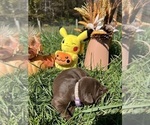 Small #4 Labrador Retriever