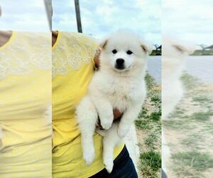 American Eskimo Dog Puppy for sale in STERLING, OH, USA