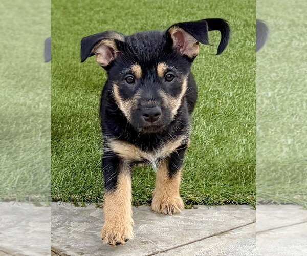 Medium Photo #4 Mutt Puppy For Sale in Corona, CA, USA