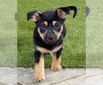 Small #3 Mutt