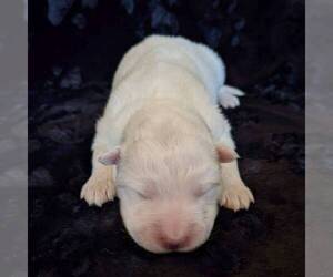 Samoyed Puppy for sale in WITHEE, WI, USA