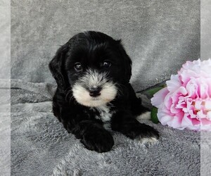 Miniature Labradoodle Puppy for sale in FREDERICKSBURG, OH, USA
