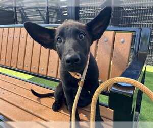 German Shepherd Dog-Unknown Mix Dogs for adoption in Orange, CA, USA