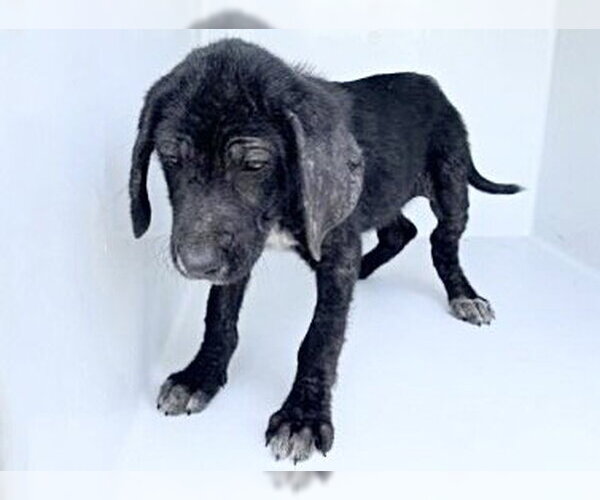 Medium Photo #1 Labrador Retriever-Unknown Mix Puppy For Sale in Houston, TX, USA