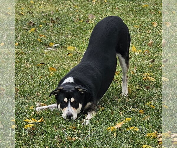 Medium Photo #10 Mutt Puppy For Sale in Fargo, ND, USA