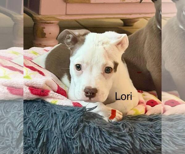 Medium Photo #1 Pug-Staffordshire Bull Terrier Mix Puppy For Sale in Cave Creek, AZ, USA