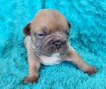 Small #4 French Bulldog