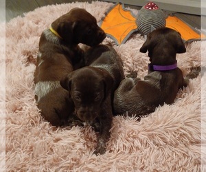 German Shorthaired Pointer Puppy for sale in GRAND RAPIDS, MI, USA