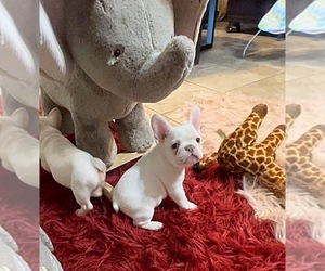 French Bulldog Puppy for sale in CALDWELL, TX, USA