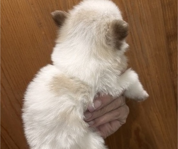 Medium Photo #13 Pomsky Puppy For Sale in GOLDEN VALLEY, AZ, USA