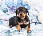 Puppy Ivan Dachshund