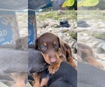 Small Photo #5 Doberman Pinscher Puppy For Sale in CAMPTON, KY, USA