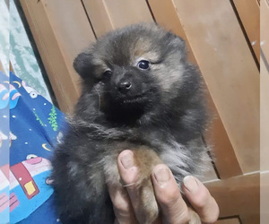 Pomeranian Puppy for sale in SPOTSYLVANIA, VA, USA