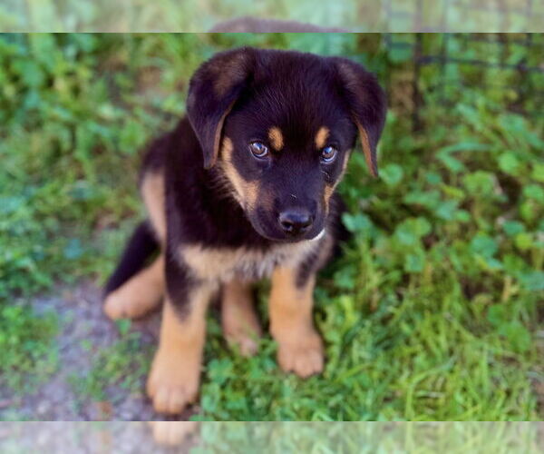 Medium Photo #7 German Shepherd Dog-Unknown Mix Puppy For Sale in West Sacramento, CA, USA