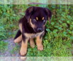 Small #6 German Shepherd Dog Mix