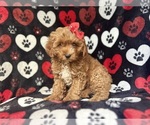 Small #7 Cavapoo