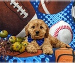 Small Photo #7 Cavapoo Puppy For Sale in BIRD IN HAND, PA, USA