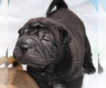 Small #2 Chinese Shar-Pei