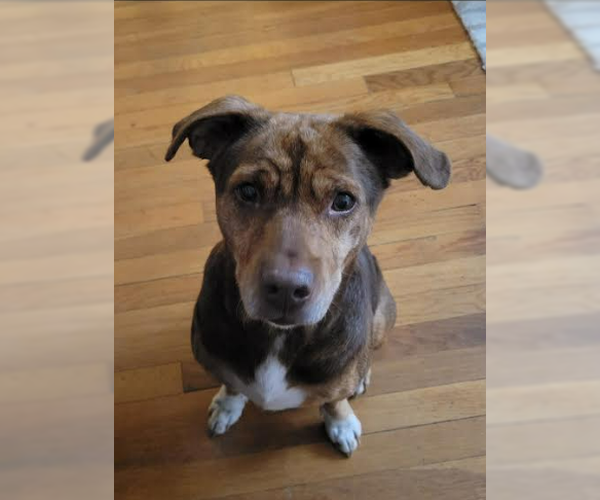 Medium Photo #4 Mutt Puppy For Sale in Elmsford, NY, USA