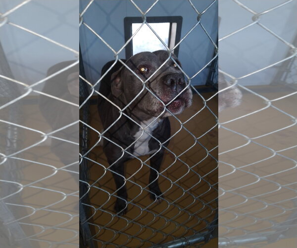 Medium Photo #3 Mutt Puppy For Sale in Hinton, WV, USA