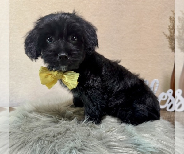 Medium Photo #5 YorkiePoo Puppy For Sale in NAPPANEE, IN, USA