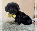 Small #4 YorkiePoo