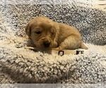 Puppy Tan Golden Retriever
