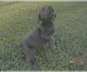 Labrador Retriever Puppy for sale in OSYKA, MS, USA