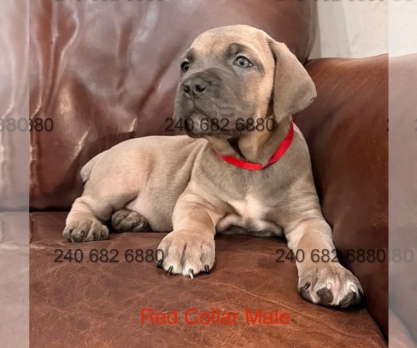 Medium Photo #3 Cane Corso Puppy For Sale in LA PLATA, MD, USA