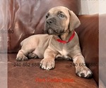 Small #2 Cane Corso
