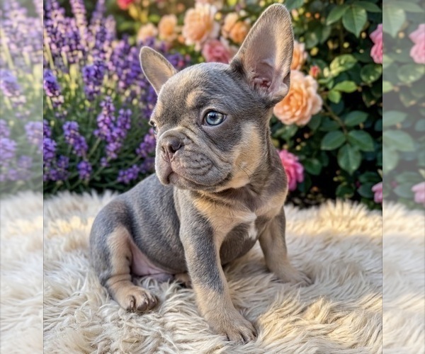 Medium Photo #1 French Bulldog Puppy For Sale in RENTON, WA, USA