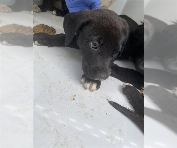 Medium Photo #1 Border Collie-Unknown Mix Puppy For Sale in Houston, TX, USA