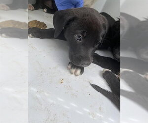 Border Collie-Unknown Mix Dogs for adoption in Houston, TX, USA