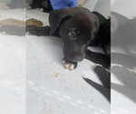 A663808 - Female Border Collie-Unknown Mix Dog for Adoption - Small photo